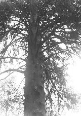 The worlds tallest Sitka Spruce, near Seaside Oregon photographed in 1960