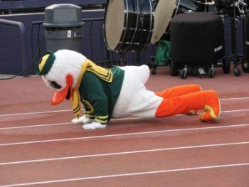 oregon duck