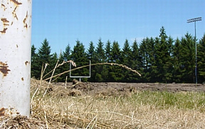 Olympic Stadium photo