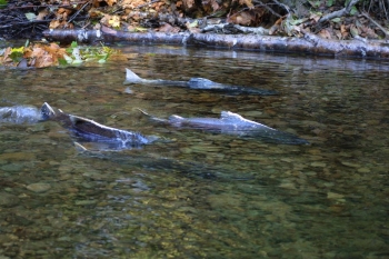 Chinook_salmon_photo