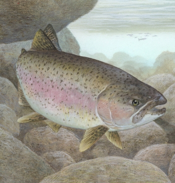 rainbow trout