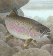 rainbow trout