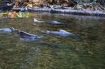 Chinook_salmon_photo