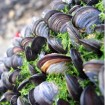Oregon algal blooms