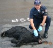 Dead black bear cub and Oregon State Police trooper