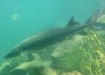 Stolen sturgeon from Bonneville Hatchery in Oregon