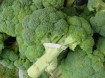 broccoli study photo