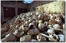 Skulls from the days of the Khmer Rouge