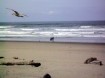 oregon coast photo 