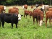 cows photo 