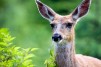 black-tail deer