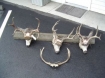 deer killings