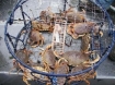 Dungeness crab