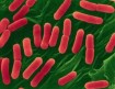 E coli image