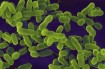 e coli image