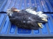 eagle killed 102207