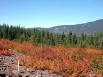 Fall foliage in the Bull Run Reservoir
