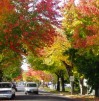 Oregon`s fall colors