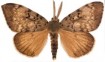 gypsy moth photo