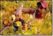 Oregon agriculture employee harvesting grapes