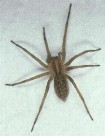 female hobo spider