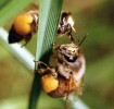 honey bee photo