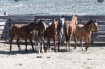 file horse photo