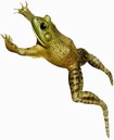 jumping frog image
