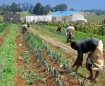Food production in Kenya