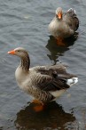 ducks photo 