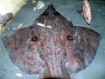 Longnose Skate