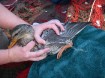 ODFW & Portland Audubon Society remove fishing line entangling a mallard hen at George Rogers Park in Lake Oswego