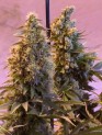 Marijuana plants