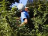 Marijuana growing in California