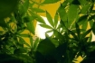 Indoor marijuana grow