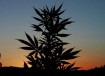 marijuana