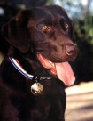 police dog mick