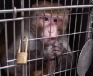 Caged monkey