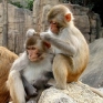 OHSU has worked on a project to clone primate cells.  Now the barrier is down through a new technique using rhesus monkey cells. 