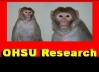 Monkeys from the National Primate Research Center