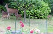 oregon deer
