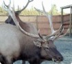 oregon elk