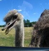 When Ostriches attack