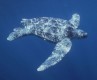 Pacific Leatherback sea turtle