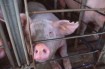 Pig in cruel crate