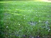 pollen salem backyard
