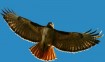 Red tailed hawk