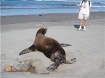 oregon sea lion