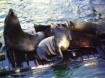 sea lions in Newport, Oregon