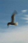 Flying seagull
